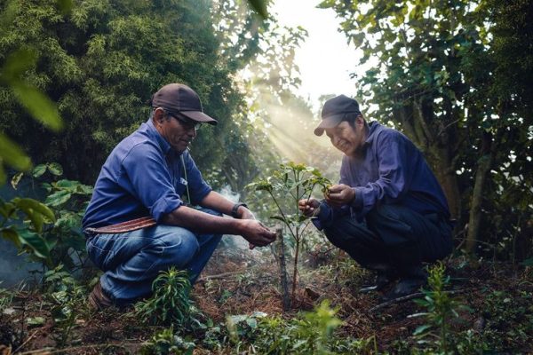 Cải tạo đất trồng cà phê định ky đúng cách