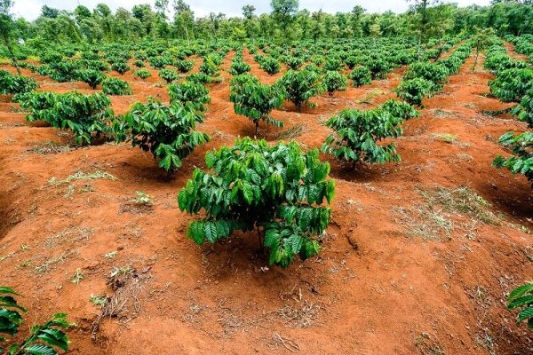 Chăm sóc và cải tạo đất cà phê định kỳ