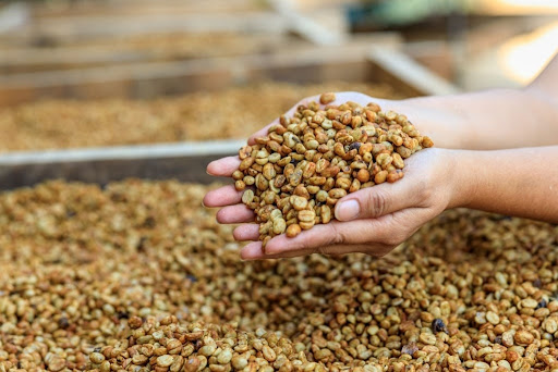 Lựa chọn hương vị