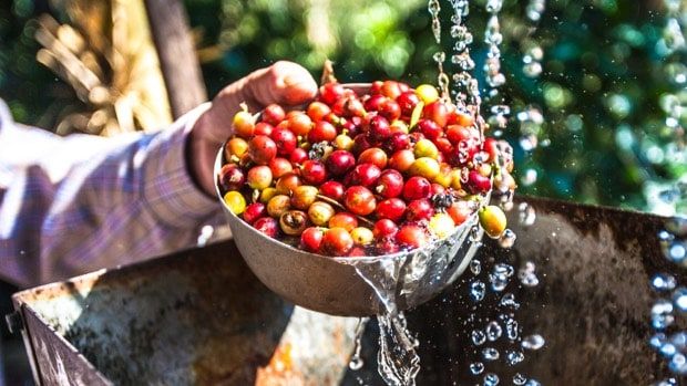 Quản lý nước, phần không thể thiếu khi xử lý đất trồng cà phê