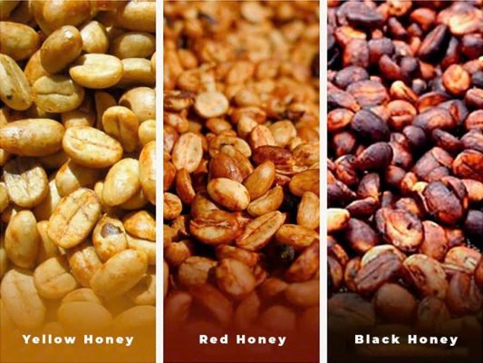 Vậy nên chọn quy trình sơ chế cà phê nào?