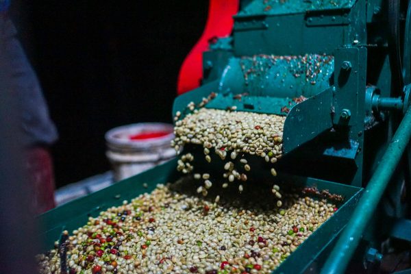 Vì sao sơ chế ướt vẫn được ưa chuộng?