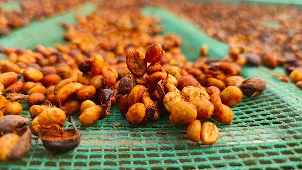 phuong-phap-che-bien-ca-phe-honey-mat-ong