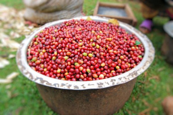 Arabica Uganda