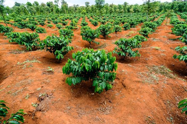 Đất đỏ bazan “vàng đỏ” của nông nghiệp