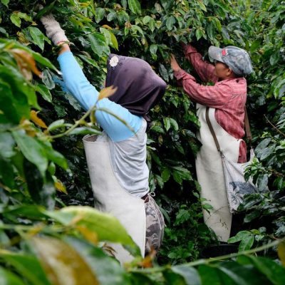 Những vùng cà phê trứ danh của Indonesia