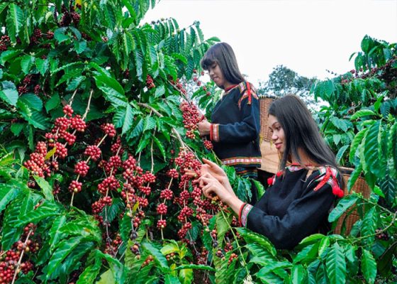 Văn hóa cà phê Tây Nguyên