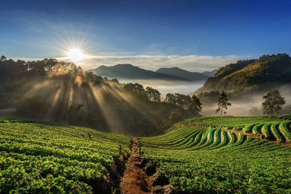 Nguồn gốc và vùng trồng
