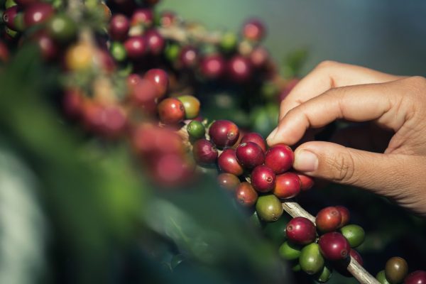 Robusta trong biến tấu và xu hướng chất lượng