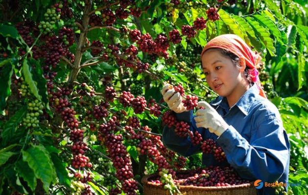 Các vùng trồng cà phê nổi tiếng tại Indonesia